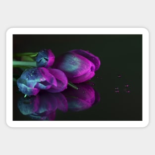 purple crocus Sticker